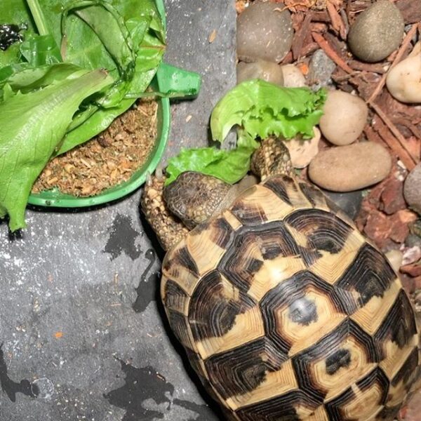 Eastern Hermann’s tortoise - Image 12