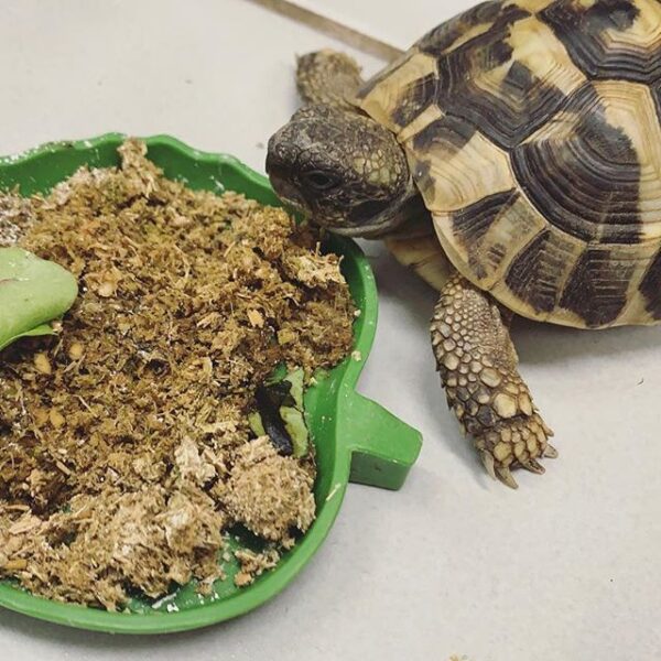 Eastern Hermann’s tortoise - Image 23