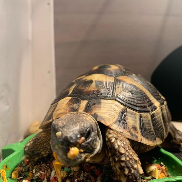 Eastern Hermann’s tortoise - Image 22