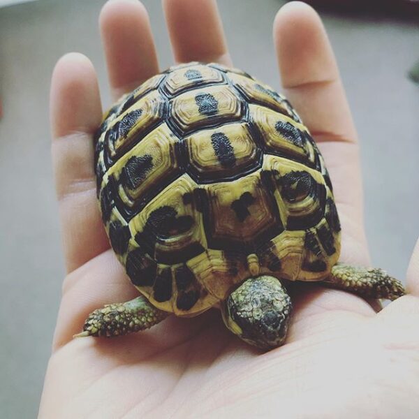 Eastern Hermann’s tortoise - Image 21