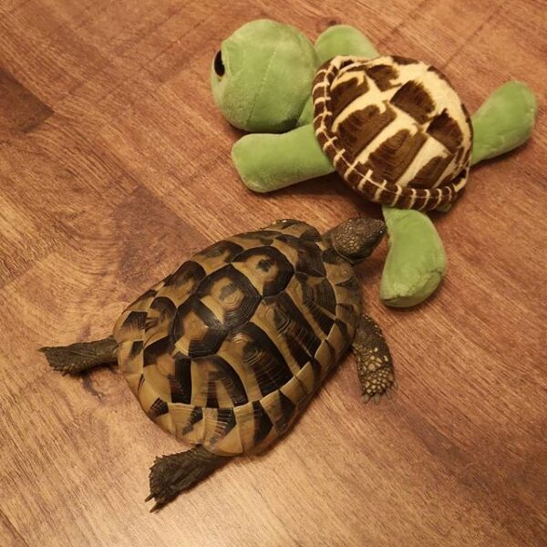 Eastern Hermann’s tortoise - Image 20