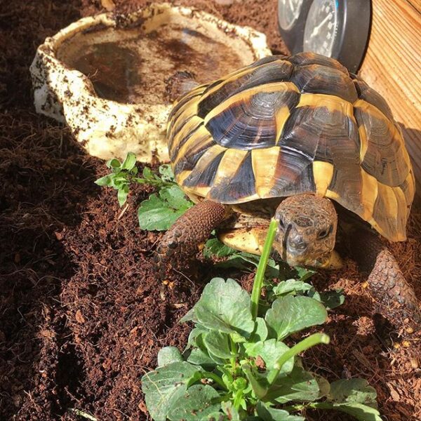 Eastern Hermann’s tortoise - Image 19