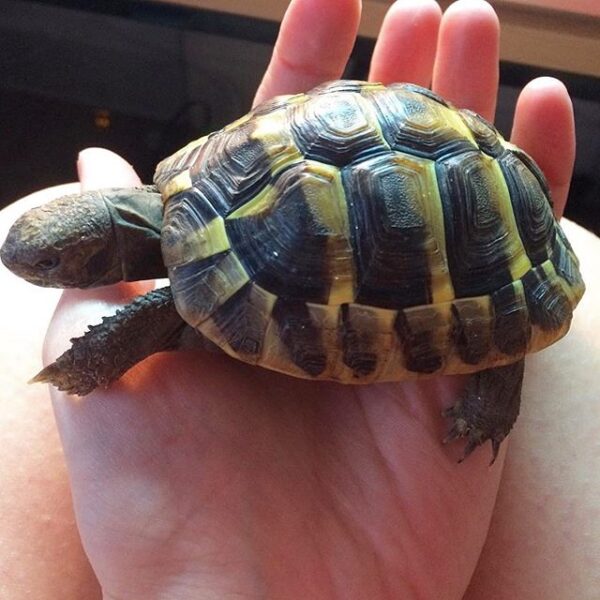 Eastern Hermann’s tortoise - Image 25