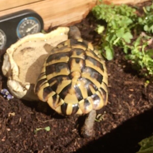 Eastern Hermann’s tortoise - Image 24