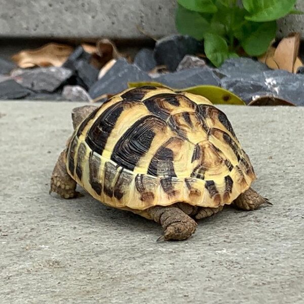 Eastern Hermann’s tortoise - Image 28