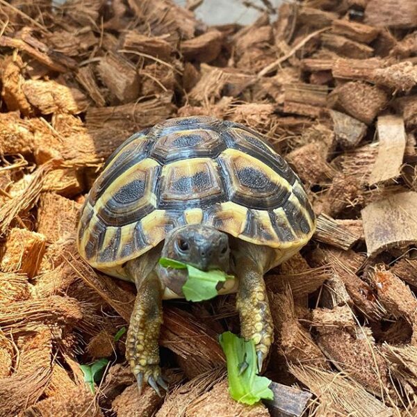 Eastern Hermann’s tortoise - Image 29