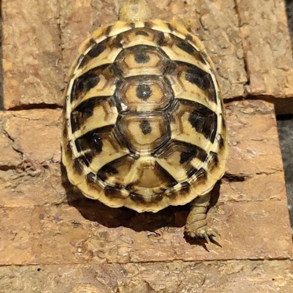 Eastern Hermann’s tortoise - Image 30