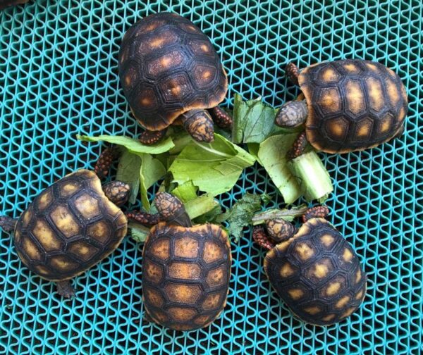 Red foot tortoise
