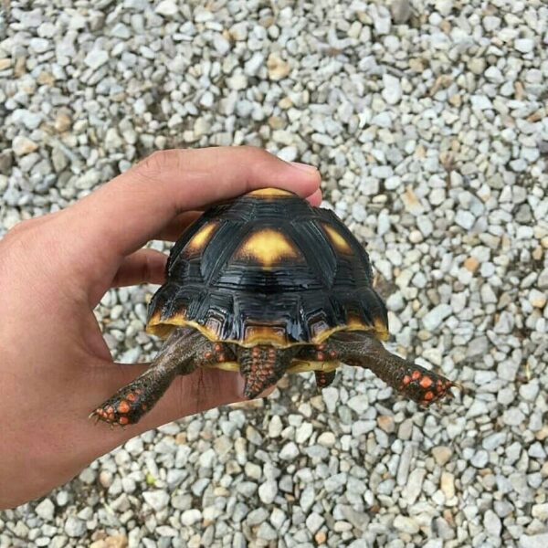 Red foot tortoise - Image 2
