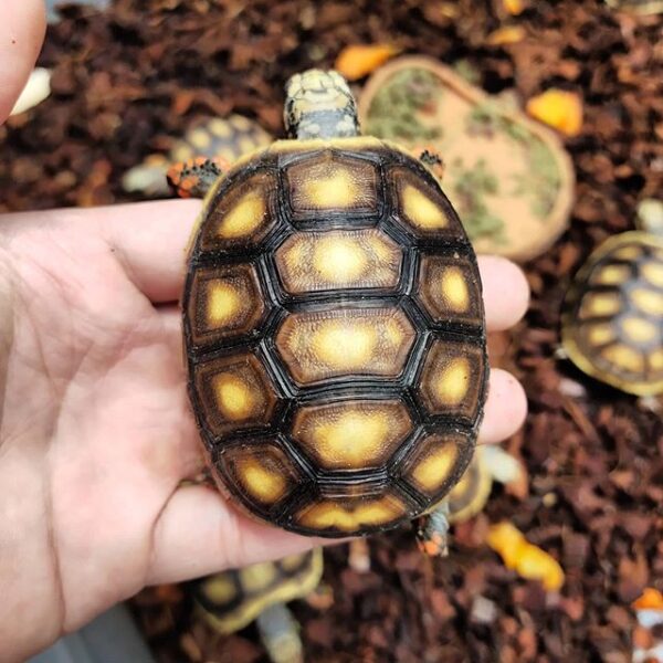 Red foot tortoise - Image 3