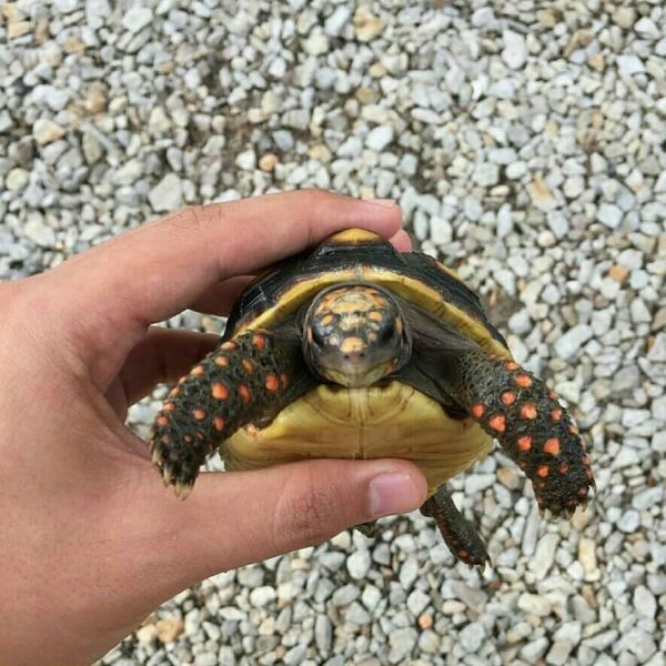 Red foot tortoise - Image 8