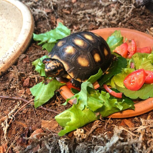 Red foot tortoise - Image 7