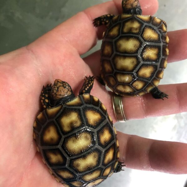 Red foot tortoise - Image 6