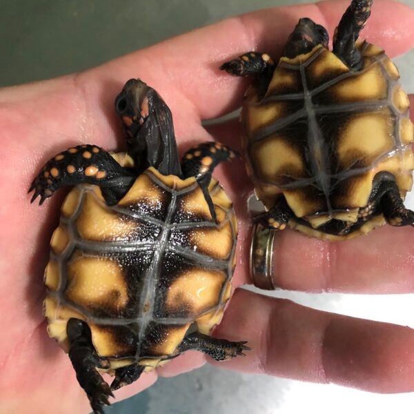 Red foot tortoise - Image 5