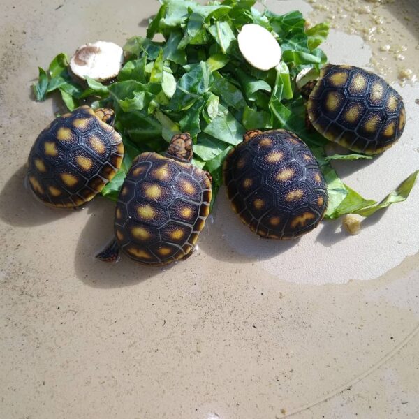 Red foot tortoise - Image 9