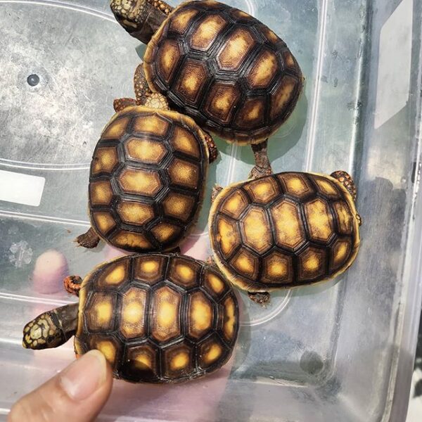 Red foot tortoise - Image 10