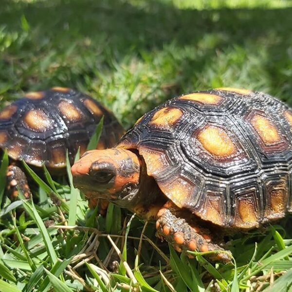 Red foot tortoise - Image 11