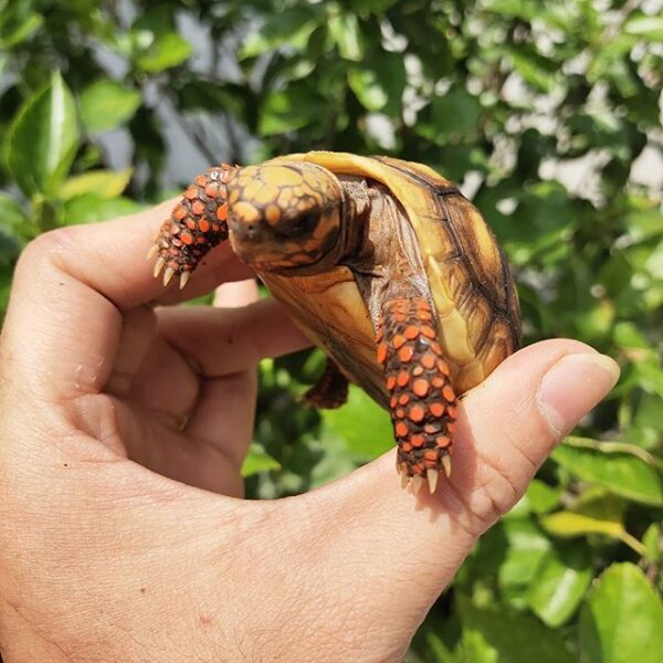 Red foot tortoise - Image 12