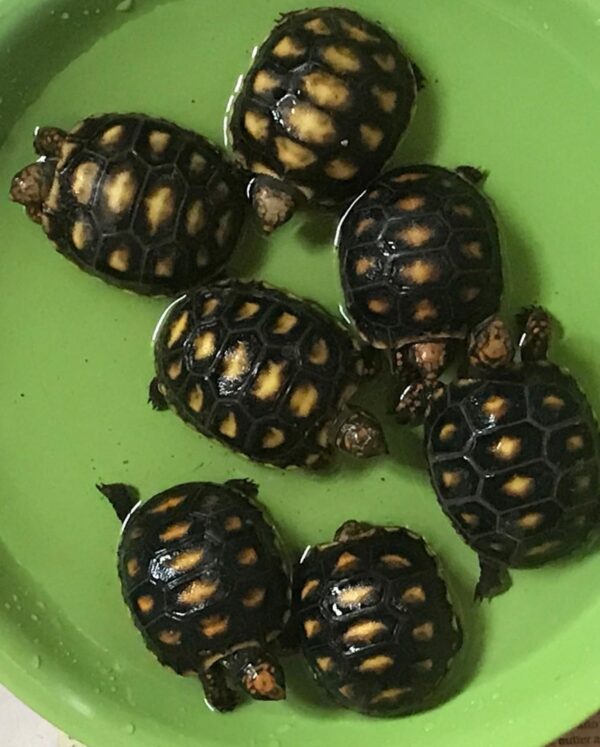 Red foot tortoise - Image 14