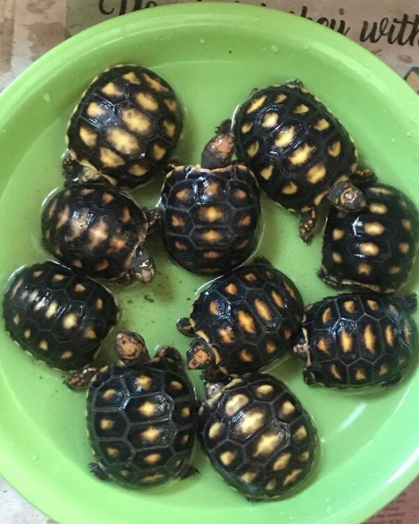 Red foot tortoise - Image 15