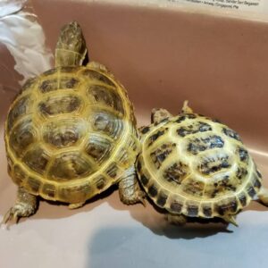 Russian tortoise