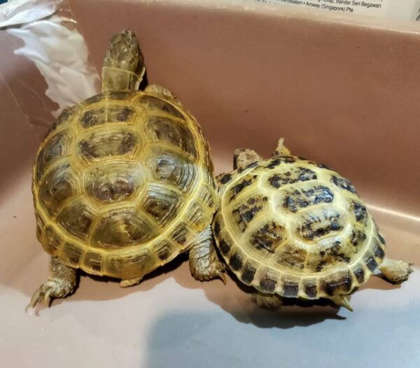 Russian tortoise