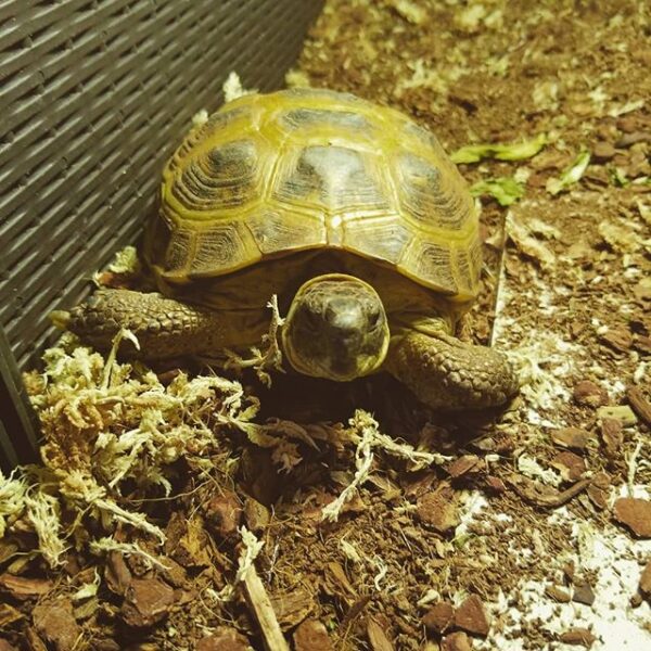 Russian tortoise - Image 2
