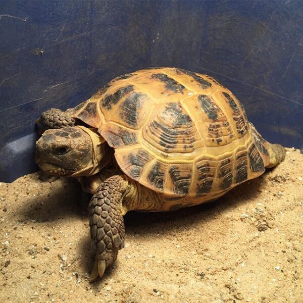 Russian tortoise - Image 3