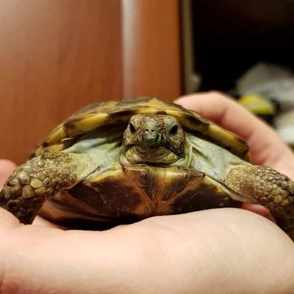 Russian tortoise - Image 4