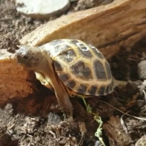 Russian tortoise - Image 5