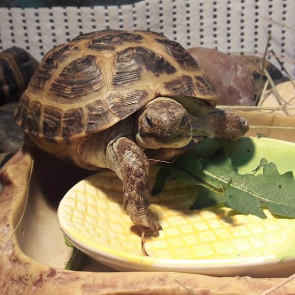 Russian tortoise - Image 6