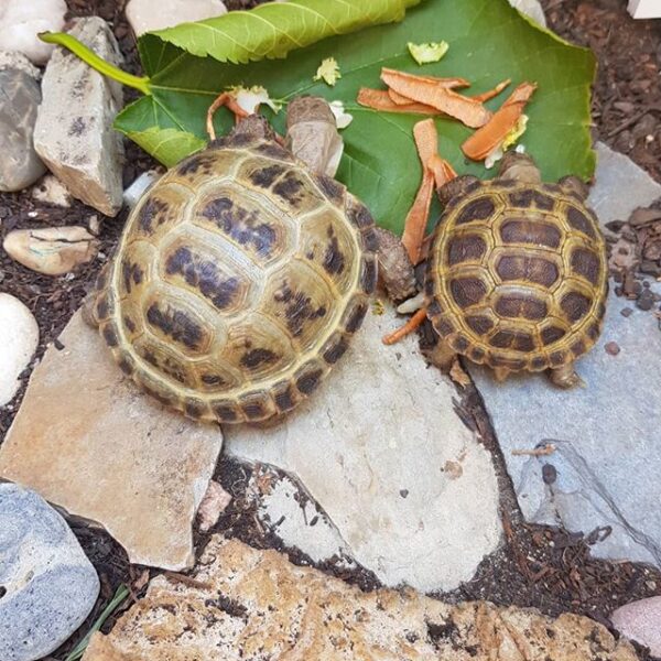 Russian tortoise - Image 7