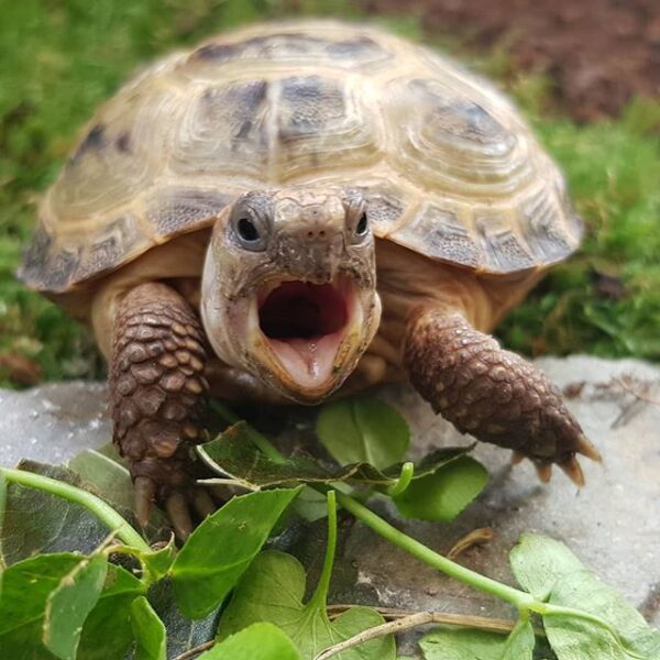 Russian tortoise - Image 8
