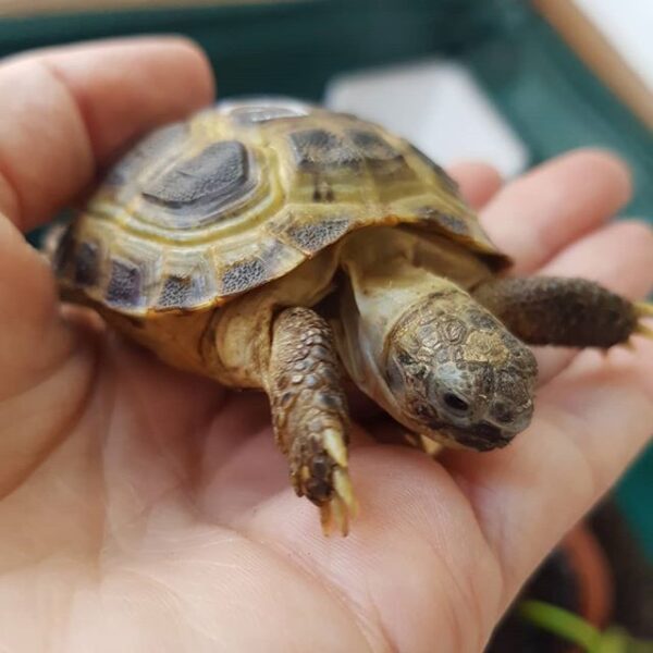Russian tortoise - Image 9
