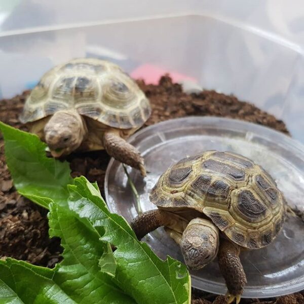 Russian tortoise - Image 10