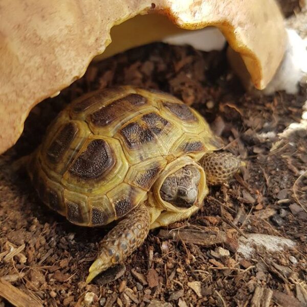 Russian tortoise - Image 11
