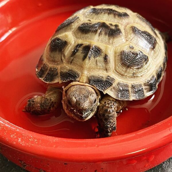 Russian tortoise - Image 12