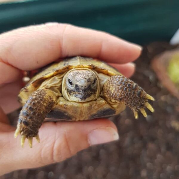 Russian tortoise - Image 13