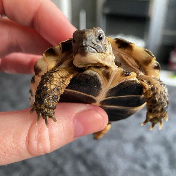 Russian tortoise - Image 14