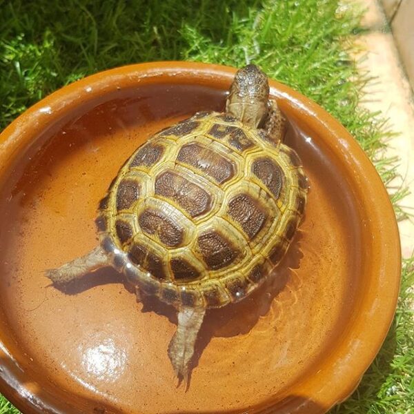 Russian tortoise - Image 15