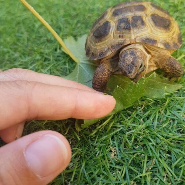 Russian tortoise - Image 17