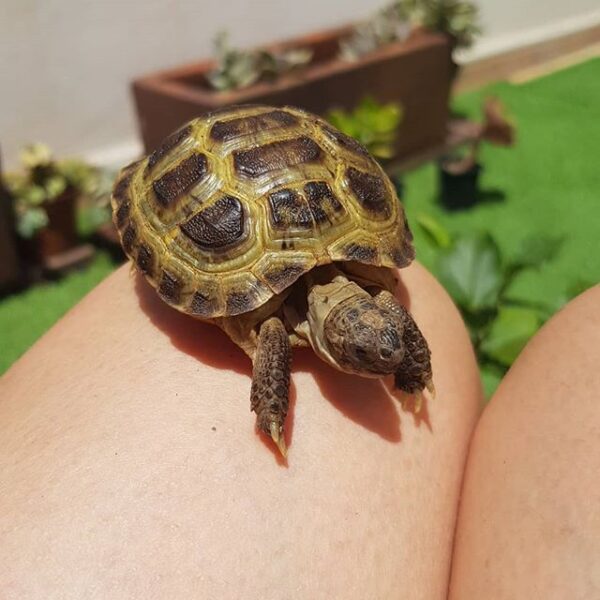 Russian tortoise - Image 19