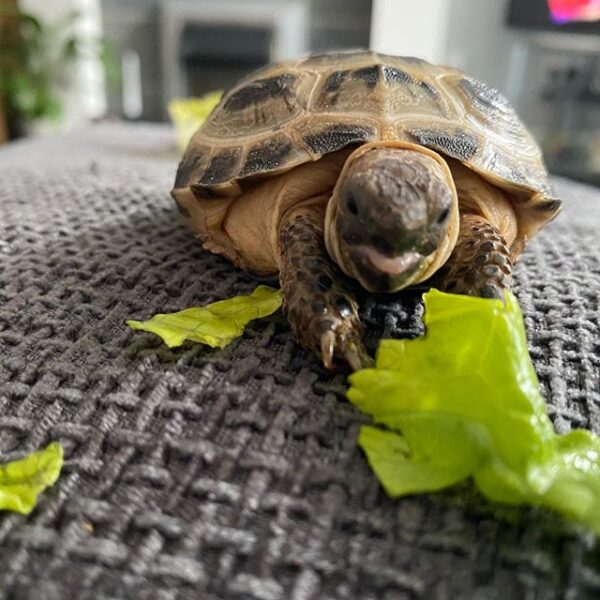 Russian tortoise - Image 22