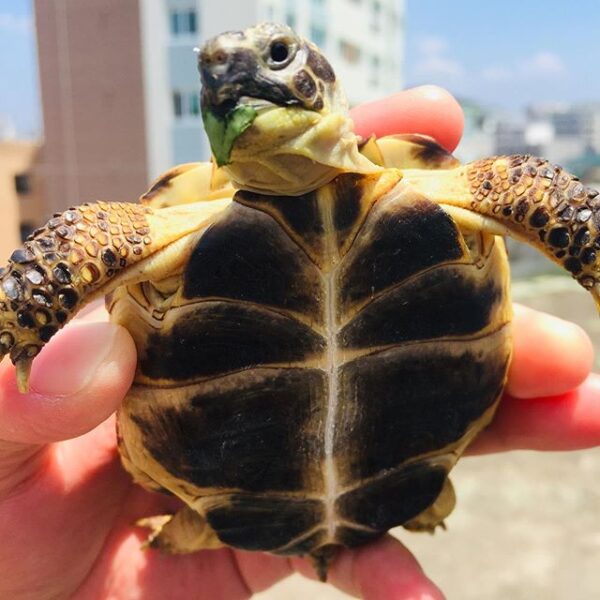 Russian tortoise - Image 23