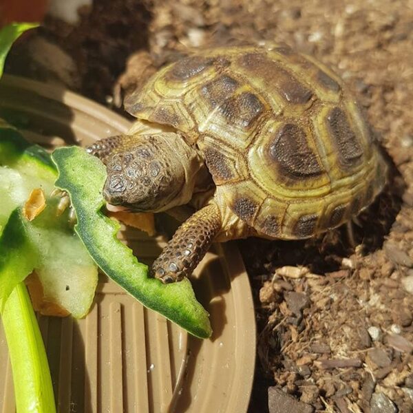 Russian tortoise - Image 27