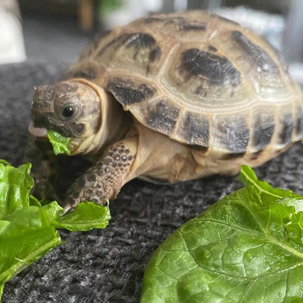 Russian tortoise - Image 16