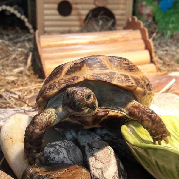 Russian tortoise - Image 18