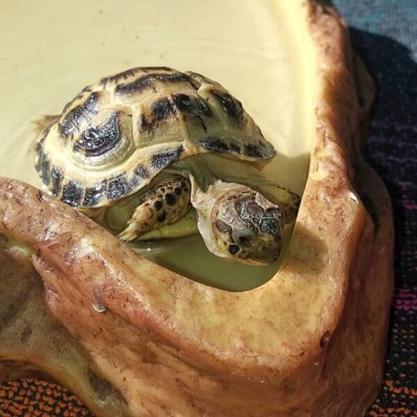 Russian tortoise - Image 20