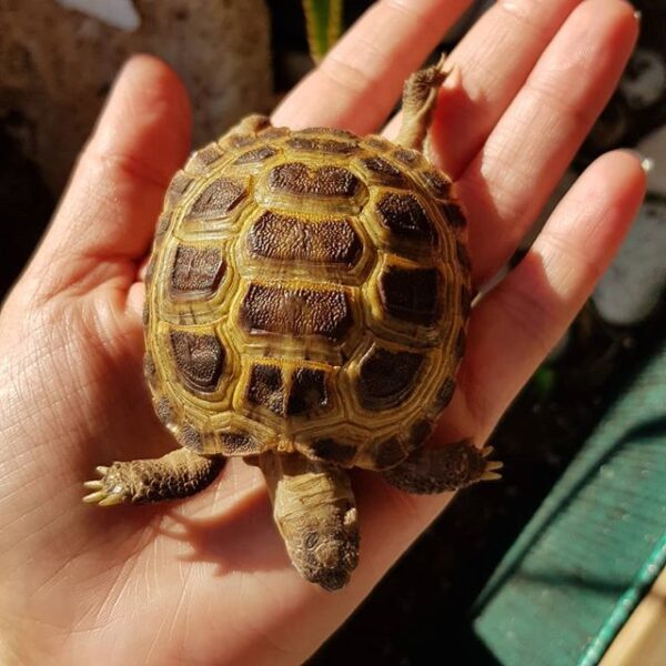 Russian tortoise - Image 21