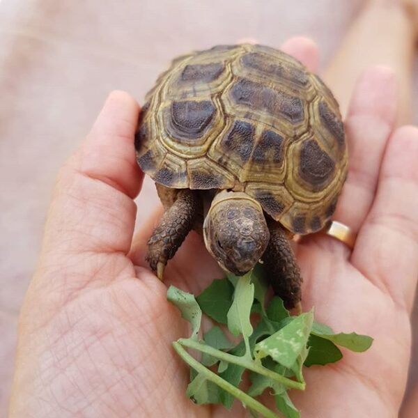 Russian tortoise - Image 26